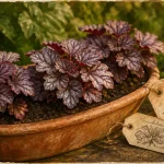Les plus belles heuchères en jardinière terre cuite, feuilles pourpres et argentées