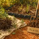 Plantes envahissantes jardin : plan de lutte et arrêt propagation au potager