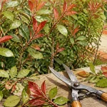 Quand tailler les photinia : cisaille sur haie après floraison
